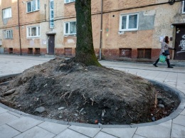 Горвласти: 80% деревьев с обрубленными корнями на ул. Павлика Морозова можно сохранить