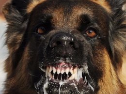 Бешенная собака отправила саратовский райцентр на карантин