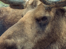 "Найдены 20 конечностей". Под Вольском браконьеры убили лосей