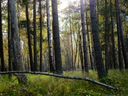 Житель Черняховского района незаконно спилил деревьев почти на миллион (видео)
