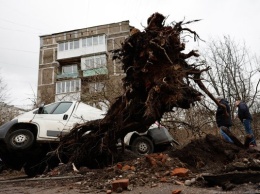 На областные дороги во время шторма упала почти сотня деревьев