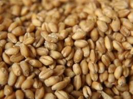 В Саратовскую область не пустили фуры с пшеницей и мукой из Казахстана