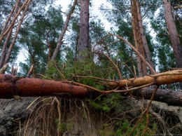 УМВД: «Черный лесоруб» вырубил под Озерском деревья на 1,8 млн рублей