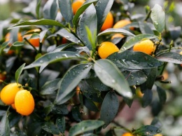 В Калининградскую область из ЮАР привезли партию зараженных апельсинов