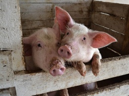 Амурчане из сел, попавших в угрожаемую зону по АЧС, несмотря на запрет заводят свиней