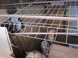 В заброшенной ферме под Белгородом устроили «концлагерь» для бездомных собак