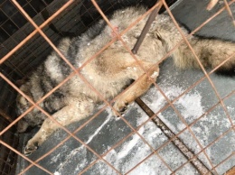 Забежавшего на территорию Новокузнецка волка поместили в зооуголок