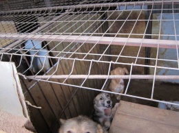 В Белгородской области нашли "собачью тюрьму", в которой животные доживали как в аду