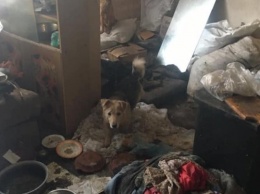 Волонтеры просят помочь спасти 18 собак, найденных в квартире умершей женщины