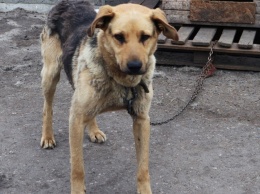В Камышлове МУП и ИП нарушили законодательство при отлове безнадзорных собак