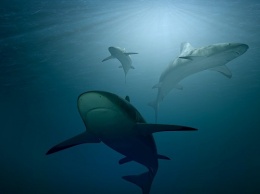 Ученые выяснили, что морская вода постепенно разъедает чешую акул