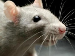 Крысы не пользуются спросом у благовещенцев
