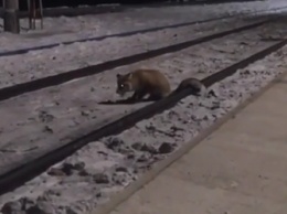 В Тындинском районе железнодорожников встречает лиса