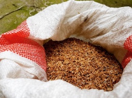 Медики рассказали о способности красного риса снижать холестерин