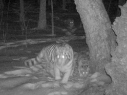 «Президентский» тигр, выпущенный в Приамурье, снова стал отцом