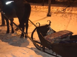 «Оставили привязанную к дереву»: тагильчане искали хозяина брошенной лошади
