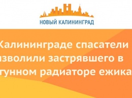 В Калининграде спасатели вызволили застрявшего в чугунном радиаторе ежика
