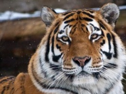 Экологи рассказали, где встретили Новый год тигры Павлик и Елена