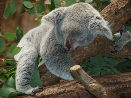 Свыше миллиарда животных погибли во время лесных пожаров в Австралии