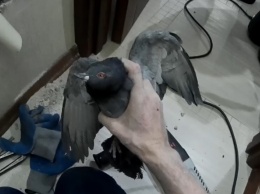В Екатеринбурге вскрыли стену, чтобы спасти голубя с болезнью Ньюкасла