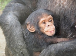 В Демократической Республике Конго отель предлагал гостям копченое мясо шимпанзе