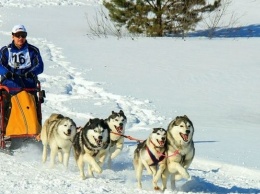 Гонки лыжников на собаках пройдут в Барнауле