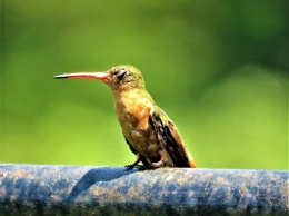 Ученые раскрыли секрет яркого оперения колибри