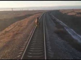 Верблюд-путешественник встал на рельсы в Астраханской области