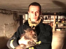 В Губкине пожарные спасли кошку, застрявшую в трубе