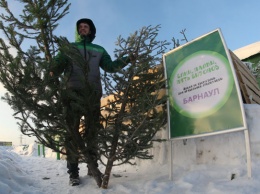 40 пунктов приема новогодних елей работают в столице Алтайского края