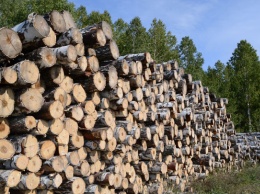 Оснований для отказа в постановке на учет за древесиной станет меньше