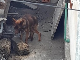 В Симферополе спасли измученную хозяевами собаку