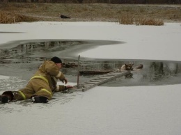 В Томаровке спасли провалившуюся под лед собаку
