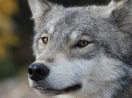 Волки в центре Калуги напугали калужан