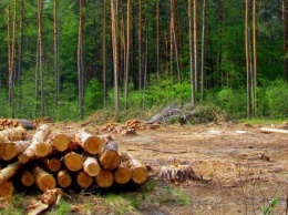 Калужский предприниматель вырубил лес на 500 000 рублей