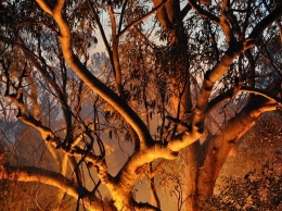 Три человека погибли при крушении пожарного самолета в Австралии