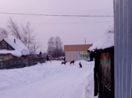 Стая бродячих собак оккупировала улицу в Кемерове