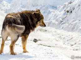 Кемеровчанка рассказала о нападении диких собак