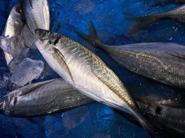 Слухи о лове рыбы в акватории Ялты запрещенными тралами - только слухи, - власти