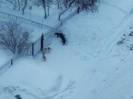 Бродячие собаки облюбовали окрестности детских садов в Кемерове