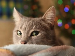 26 января россияне празднуют Ермилов день и наблюдают за котами
