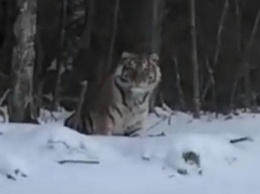 Правда ли, что тигр ходит по Алтайскому краю