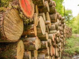 Китай ужесточил правила экспорта древесины из Кузбасса