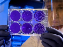 Ученые из Австралии вырастили копию коронавируса для борьбы со вспышкой в КНР