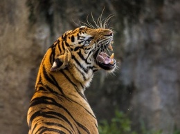 Житель Индии спасся от тигра, притворившись мертвым