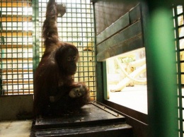 В Калининградском зоопарке орангутанов научили взвешиваться