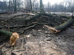 В Калининграде объявили очередной многомиллионный тендер на вырубку деревьев