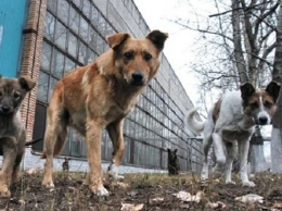 Родители детей в Чигирях опасаются стаи собак