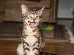 Забавные коты и кошки: фотографии, которые поднимут настроение