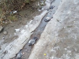 Желтый снег и мертвые птицы. Сегежский ЦБК оштрафовали за превышение уровня загрязняющих веществ